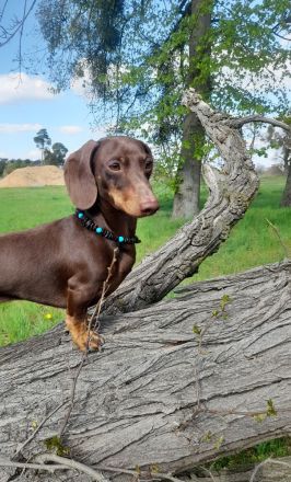 MUFFIN vom Gartenkamp