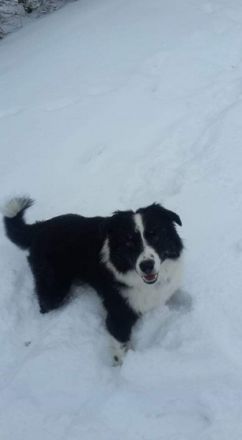 Boomer von der Nobelmarke