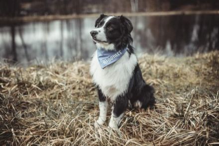 Boomer von der Nobelmarke