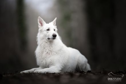 Cherubin Snow „Cem“ vom Murrursprung