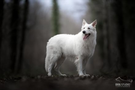 Cherubin Snow „Cem“ vom Murrursprung