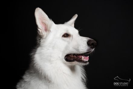 Cherubin Snow „Cem“ vom Murrursprung