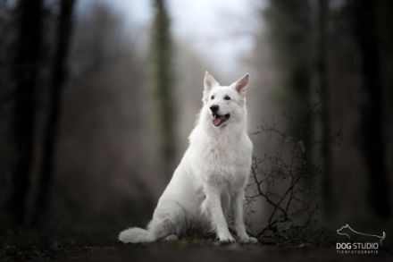 Cherubin Snow „Cem“ vom Murrursprung