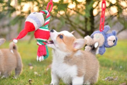 Unsere reinrassige Wels Corgi Pembroke Welpen suchen