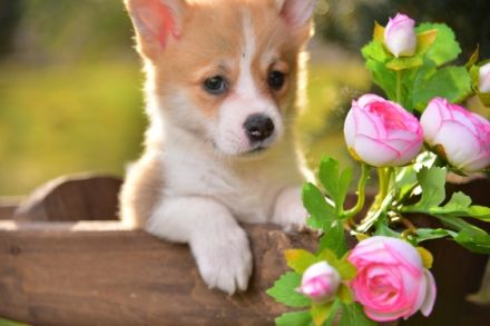 Unsere reinrassige Wels Corgi Pembroke Welpen suchen