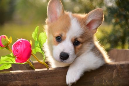 Unsere reinrassige Wels Corgi Pembroke Welpen suchen