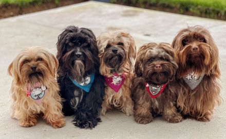 Bolonka vom badischen Zarenhof