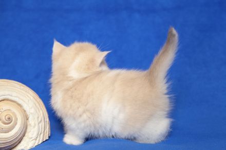 "Golden Pearls of Norderstedt "