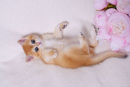 "Golden Pearls of Norderstedt "