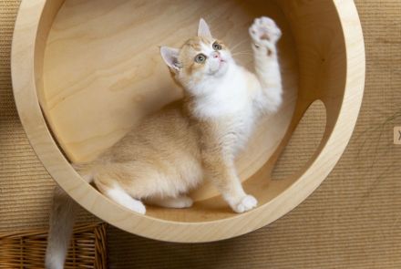 Britisch Kurzhaar gorden Kater von "Golden Pearls of Norderstedt "