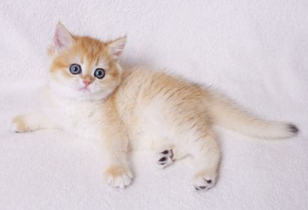 "Golden Pearls of Norderstedt "