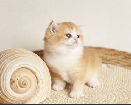 "Golden Pearls of Norderstedt "