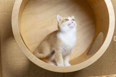 Britisch Kurzhaar gorden Kater von "Golden Pearls of Norderstedt "