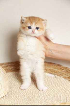 "Golden Pearls of Norderstedt "