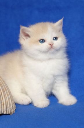 "Golden Pearls of Norderstedt "