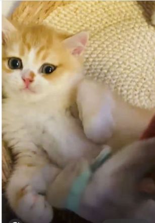 Britisch Kurzhaar gorden Kater von "Golden Pearls of Norderstedt "