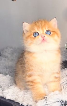 "Golden Pearls of Norderstedt "