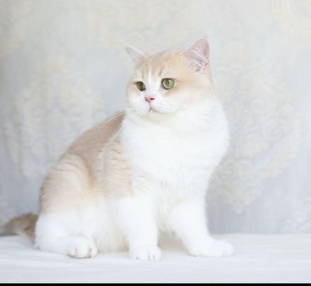 Britisch Kurzhaar gorden Kater von "Golden Pearls of Norderstedt "