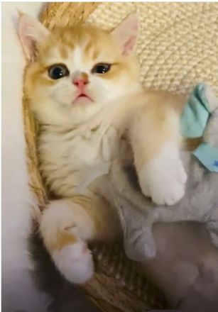 Britisch Kurzhaar gorden Kater von "Golden Pearls of Norderstedt "