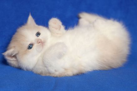 "Golden Pearls of Norderstedt "