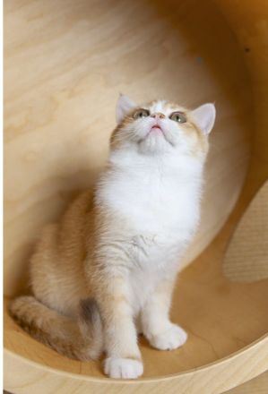 Britisch Kurzhaar gorden Kater von "Golden Pearls of Norderstedt "