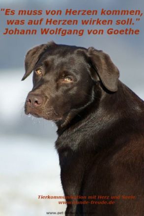 Tierkommunikation Hunde-Freude