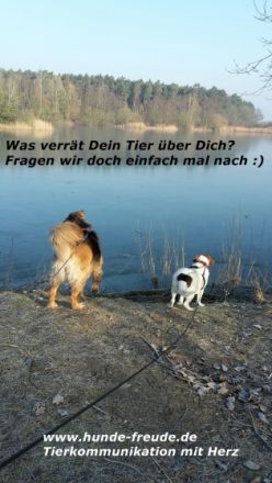 Tierkommunikation Hunde-Freude