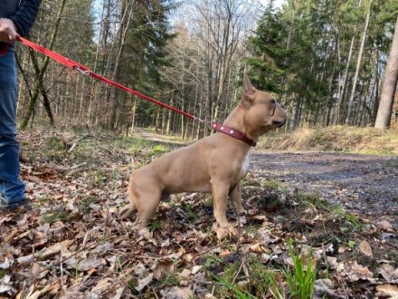 Eros von Löwenherzbullys