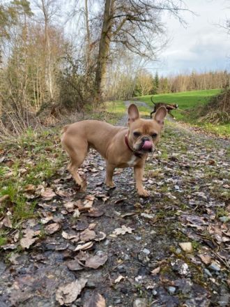 Eros von Löwenherzbullys