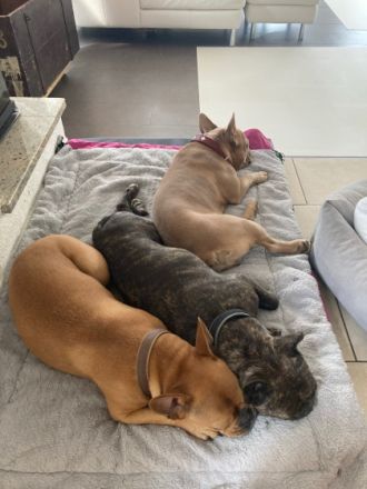 Eros von Löwenherzbullys