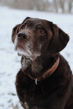 Joker vom Kräutergarten