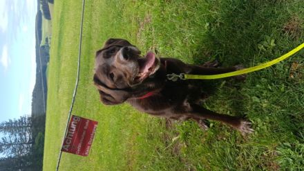 Joker vom Kräutergarten