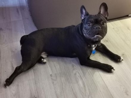 Karamoja Bell's Tutti Frutti Üepe