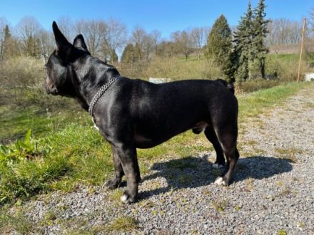 Karamoja Bell's Tutti Frutti Üepe