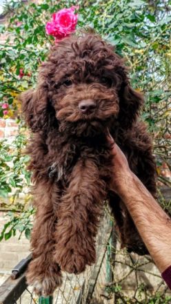 Amazingly lagotto puppies for sale.,all colors ,boy and