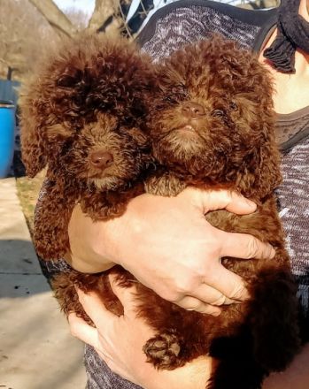 Amazingly lagotto puppies for sale.,all colors ,boy and