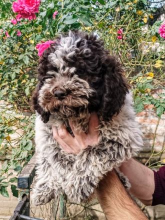 Amazingly lagotto puppies for sale.,all colors ,boy and