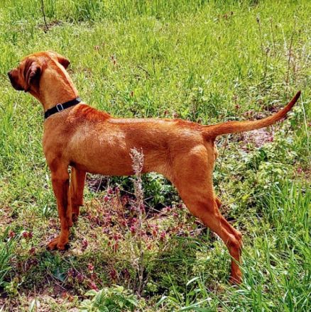 Dexter, RHODESIAN RIDGEBACK male 7 mounth, perfect,