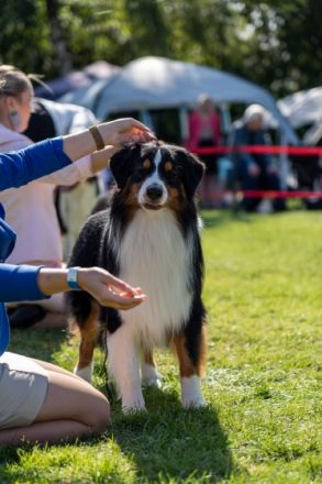 Black Tri W/C Deckrüde mit ASCA-Papieren