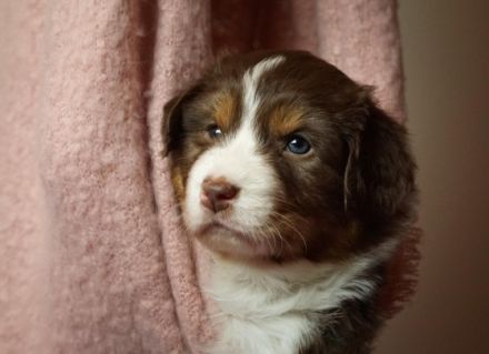 Black Tri W/C Deckrüde mit ASCA-Papieren