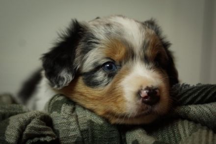 Black Tri W/C Deckrüde mit ASCA-Papieren