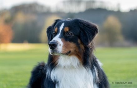 Black Tri W/C Deckrüde mit ASCA-Papieren