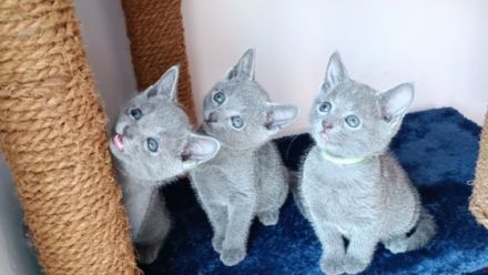 Unsere Kätzchen werden mit großer Sorgfalt und Liebe