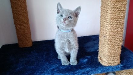 Unsere Kätzchen werden mit großer Sorgfalt und Liebe