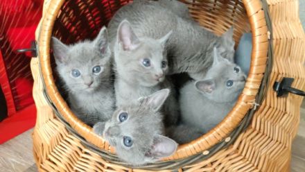 Unsere Kätzchen werden mit großer Sorgfalt und Liebe