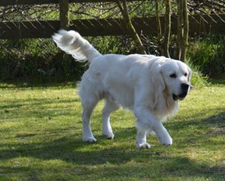 LEON - Tramin Lord of Summer (FCI)