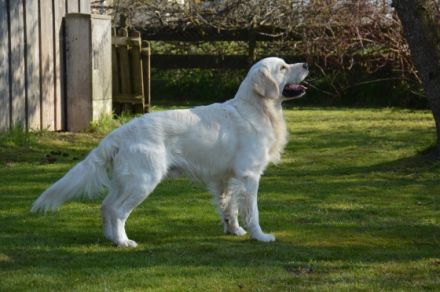 LEON - Tramin Lord of Summer (FCI)