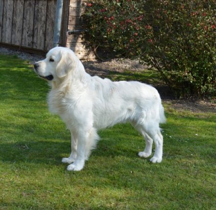 LEON - Tramin Lord of Summer (FCI)