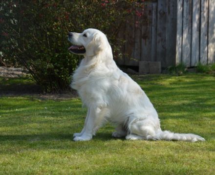 LEON - Tramin Lord of Summer (FCI)