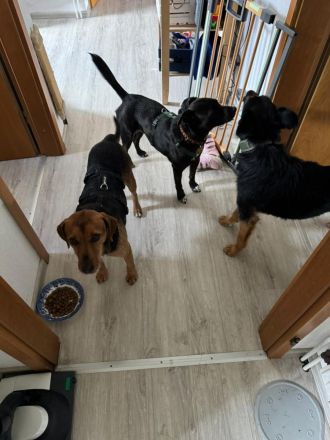 Informationen zu "Cuki " Rasse: Mischling Geschlecht: